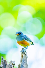 The Orange-bellied Flowerpecker on a branch