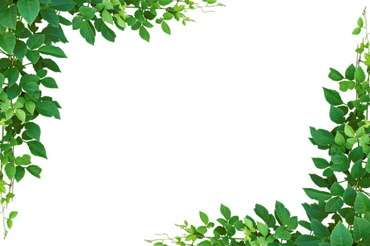 Bush grape or three-leaved wild vine cayratia. Nature frame jungle border. Ivy green with leaf or a trail of realistic ivy leaves. PNG