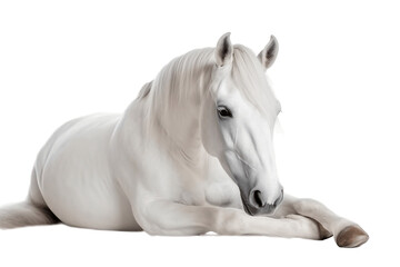 Isolated Lying White Horse Unicorn Illustration on Transparent Background. Generative Ai