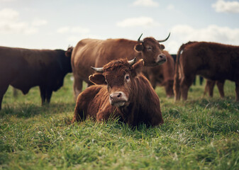 Cow, agriculture and farm landscape with grass, field of green and calm countryside nature. Cattle, sustainable farming and animals for beef industry, meat or cows on pasture, meadow or environment