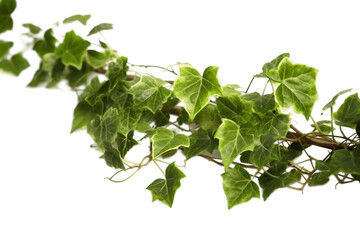 Ivy Plants Isolated Illustration on Transparent Background. Generative Ai