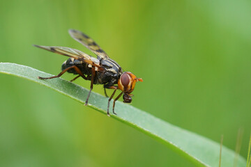 Closeup on the Mediterranean picture-winged flies, Otites porcus , sitting on top of grass straw