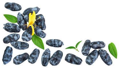 Fresh honeysuckle blue berry isolated on white background with full depth of field. Top view with...