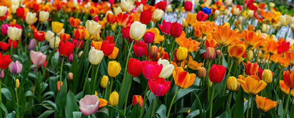 Tulips background, City street decoration, spring day