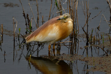Squacco heron // Rallenreiher (Ardeola ralloides) - Axios-Delta, Greece