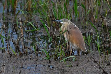Squacco heron // Rallenreiher (Ardeola ralloides) - Axios-Delta, Greece