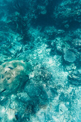 Under the sea corals and fish