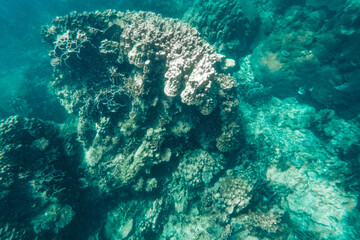 Under the sea corals and fish