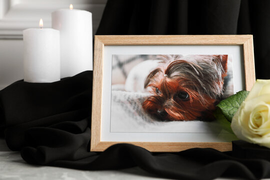 Frame with picture of dog, burning candles and rose flower on light grey table, closeup. Pet funeral
