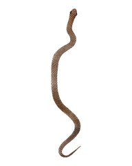 Watercolor brown Snake top view illustration. Isolated on transparent background. Watercolour reptile
