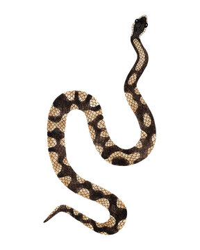 Watercolor Royal or Ball Python Snake illustration. Isolated on transparent background. Watercolour reptile top view