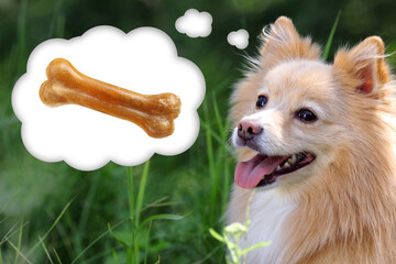 Cute dog dreaming about tasty treat in green grass. Thought cloud with chew bone