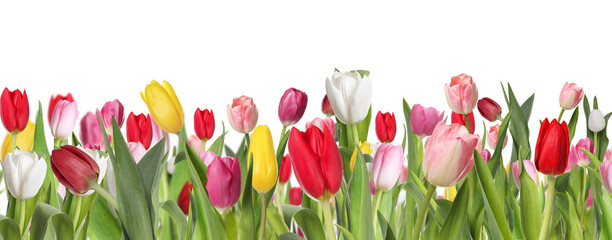 Many beautiful tulips on white background, banner design