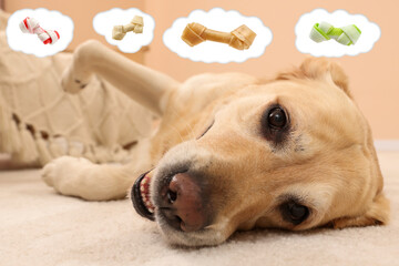 Cute Golden Labrador Retriever dreaming about tasty treats on floor indoors. Thought clouds with...