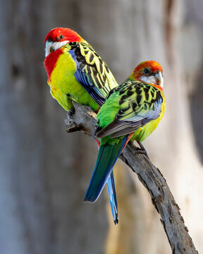 Eastern Rosella (Platycercus eximius)