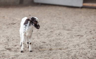 Close-up black-and-white small goat. Jolly horned goats and small spotted goats play on the farm