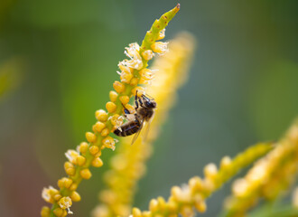 Honey bee (Apis) pollinating bright panicles of golden cane palm or bamboo palm (Dypsis lutescens). Macro close up of insect collecting nectar from the yellow flowers. Insect on tropical garden plant.