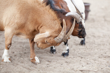 Fototapeta premium Jolly horned goats and small spotted goats play on the farm.