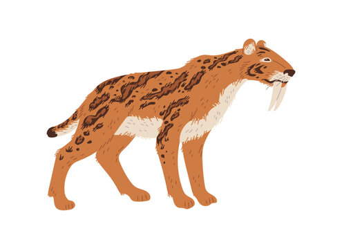 Smilodon prehistoric animal, flat vector illustration isolated on white background.