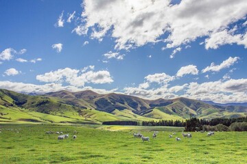 Sheep grazing in beautiful grassy pasture mountain landscape, near Queenstown, South Island, New Zealand NZ