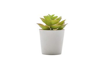 Trees decorate the room transparent. Pot fake plant isolated transparent.Cactus potted PNG.plant...