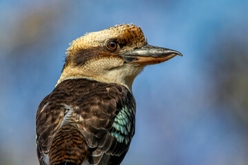 Laughing Kookaburra (Dacelo novaeguineae) 