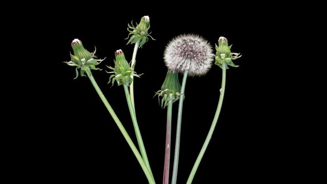 Beautiful plump dandelions on a blue black background. macro photography. time interval.