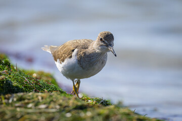 A Common Sandpiper walking near water looking for food