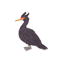 Vector illustration of an cormorant, isolated on white background