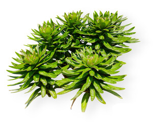 A cluster of Rhodiola rosea isolated on transparent background. 