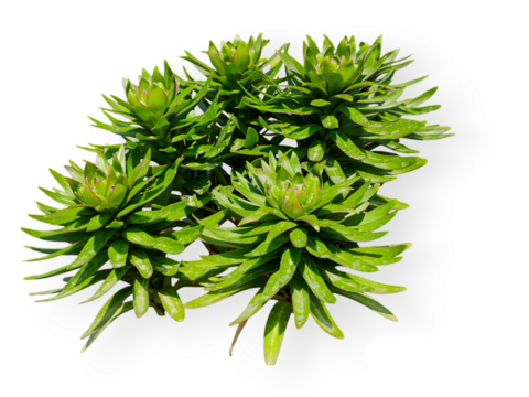 A cluster of Rhodiola rosea isolated on transparent background. 
