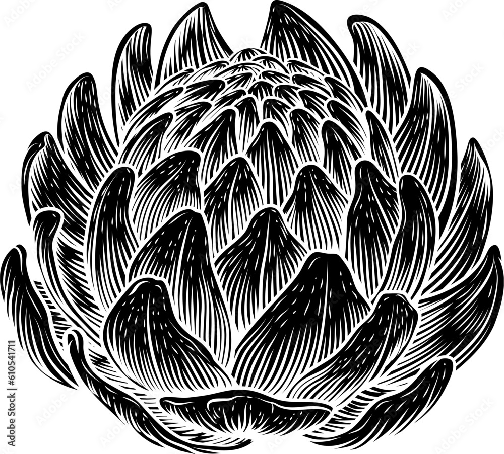 Wall mural An artichoke food vegetable illustration. An original illustration in a vintage engraved woodcut intaglio style