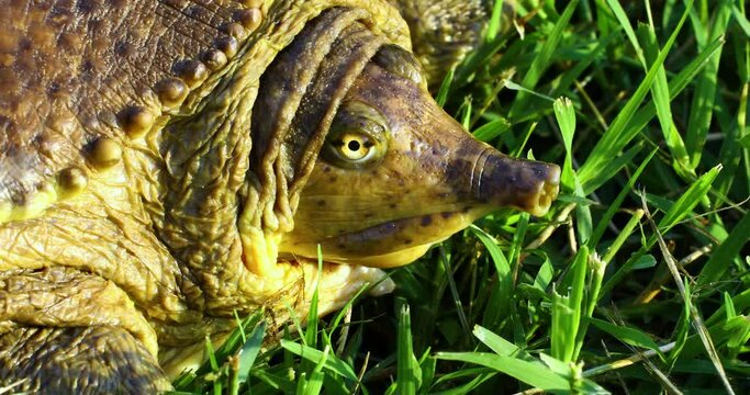 Close up macro shot of a female Spiny Softshell Turtle Apalone spinifera face from the side.