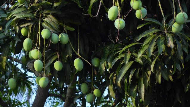 Green unripe mango fruits are hanging on the tree. Green fruit background. Closeup view. 4k video.