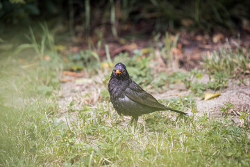 Amsel im Garten auf Futtersuche 