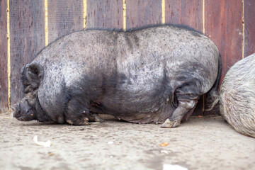 A fat pink and black pot-bellied pig lies on a farm. fat and ugly wild pig sleeping. 