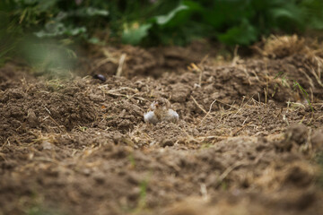 Stieglitz oder Distelfink, junges im Garten, versteckt sich. 