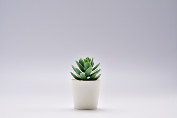 cactus in a pot.Trees decorate the room. Pot fake plant isolated on white background.Cactus potted decoration home office.desk decoration tree.desk decoration plant pot.minimalist plant pot.