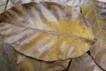 close up detail of brown dry leaf texture background