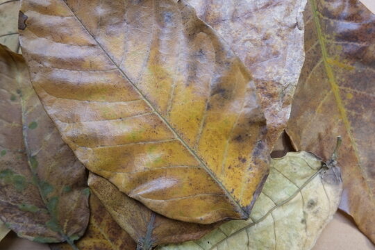 close up detail of brown dry leaf texture background