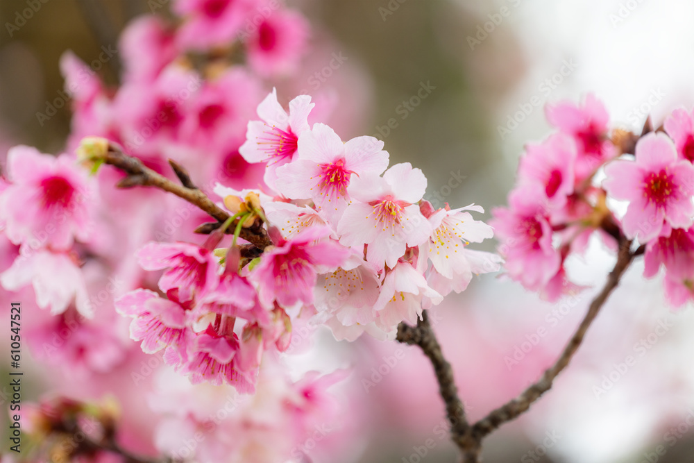 Sticker blossoming sakura trees in full splendor