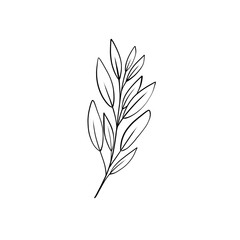 Sage leaves drawing, botanical line art
