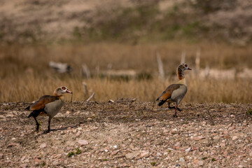 Nil geese - or also called egyptian geese - standing at a little pond in Germany at a sunny day in spring.