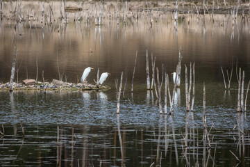 Great egrets standing at a little pond in a natural reserve next to Frankfurt in Hesse, Germany at a cloudy day in spring.