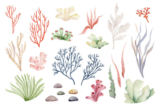 Watercolor seaweed algae and corals hand painted set. Underwater floral illustration isolated on white background.