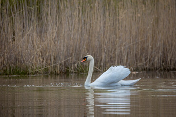 A beautiful white swan swimming in a little lake not far away from Frankfurt at a warm day in spring.