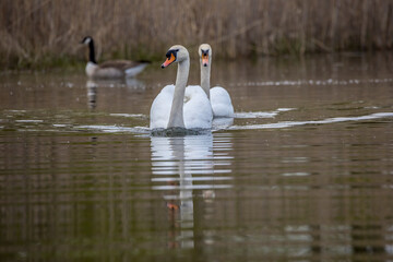 A beautiful white swan couple swimming in a little lake not far away from Frankfurt at a warm day in spring.