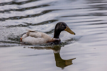 A young male hybrid duck swimming in a pond next to Frankfurt, Germany at a cloudy day in spring.