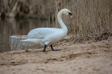 A portrait of a beautiful white swan at a little lake not far away from Frankfurt at a warm day in spring.