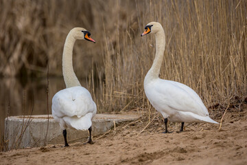 A beautiful white swan couple at a little lake not far away from Frankfurt at a warm day in spring.